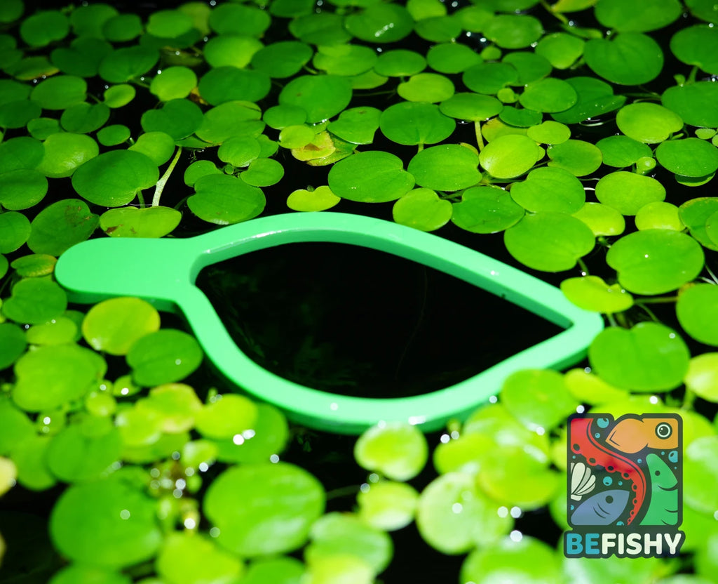 Leaf Floating Feeder for Aquarium by BeFishy